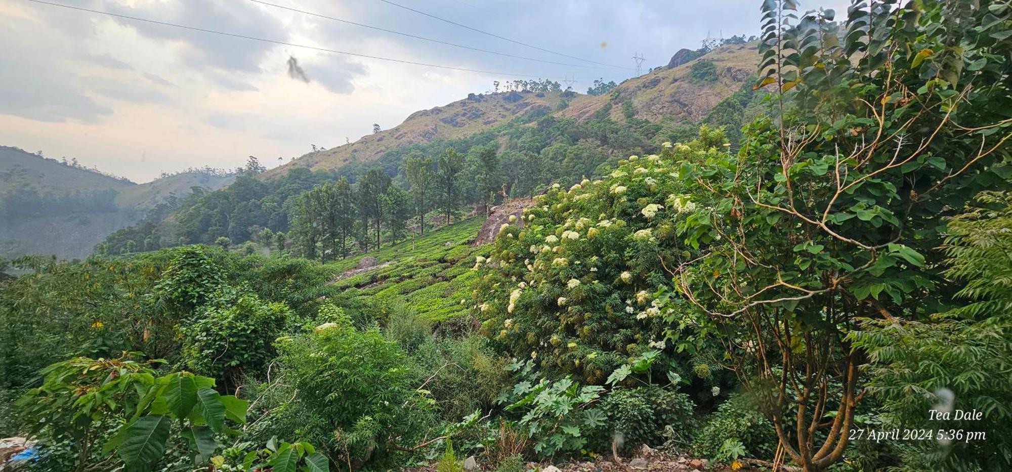 Tea Dale - All Rooms With Tea Estate View Munnar Εξωτερικό φωτογραφία