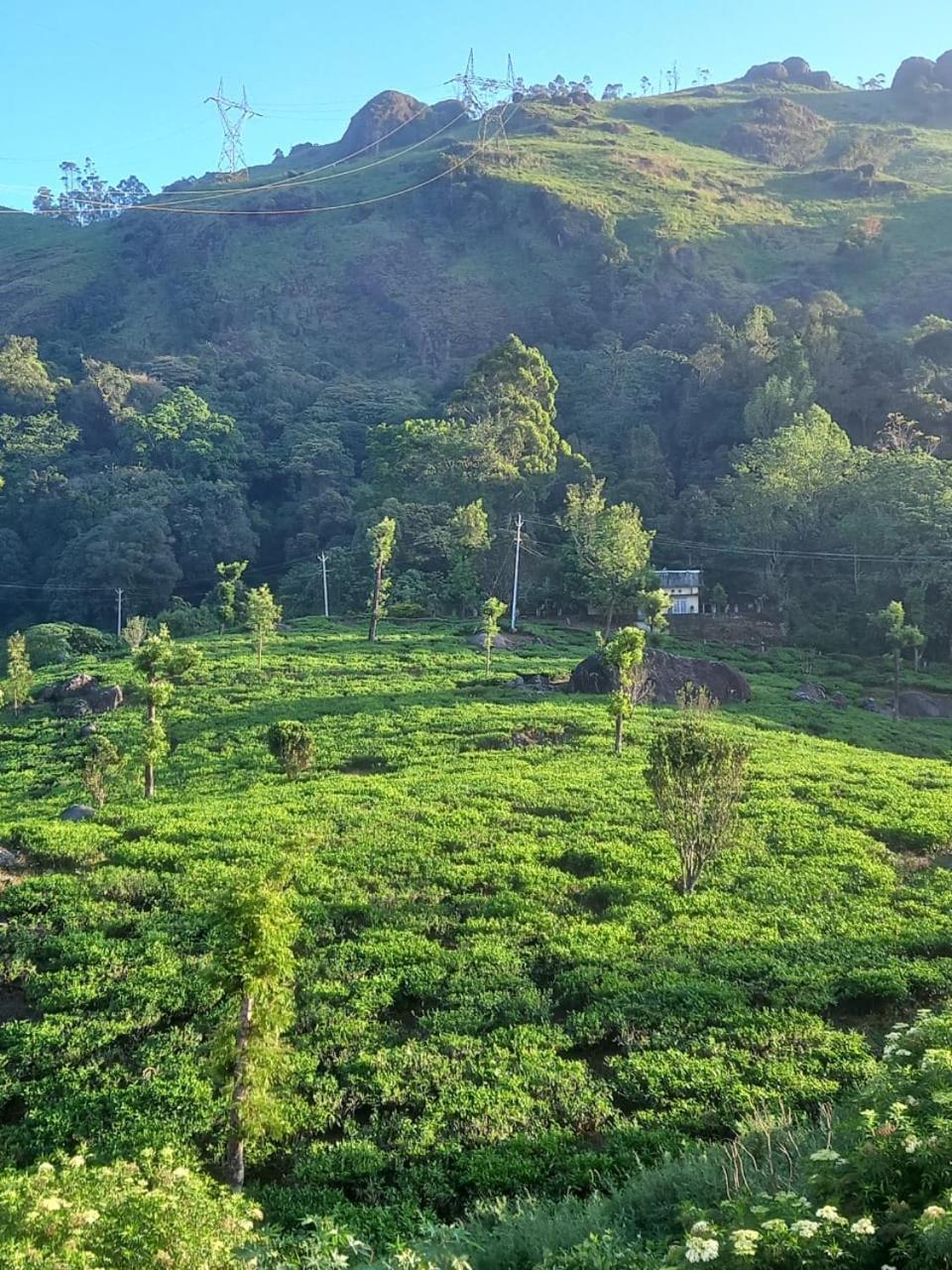 Tea Dale - All Rooms With Tea Estate View Munnar Δωμάτιο φωτογραφία